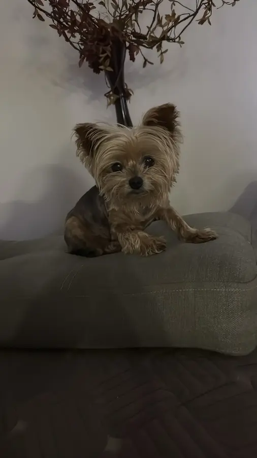 Cookie, a twelve-year-old Yorkshire Terrier