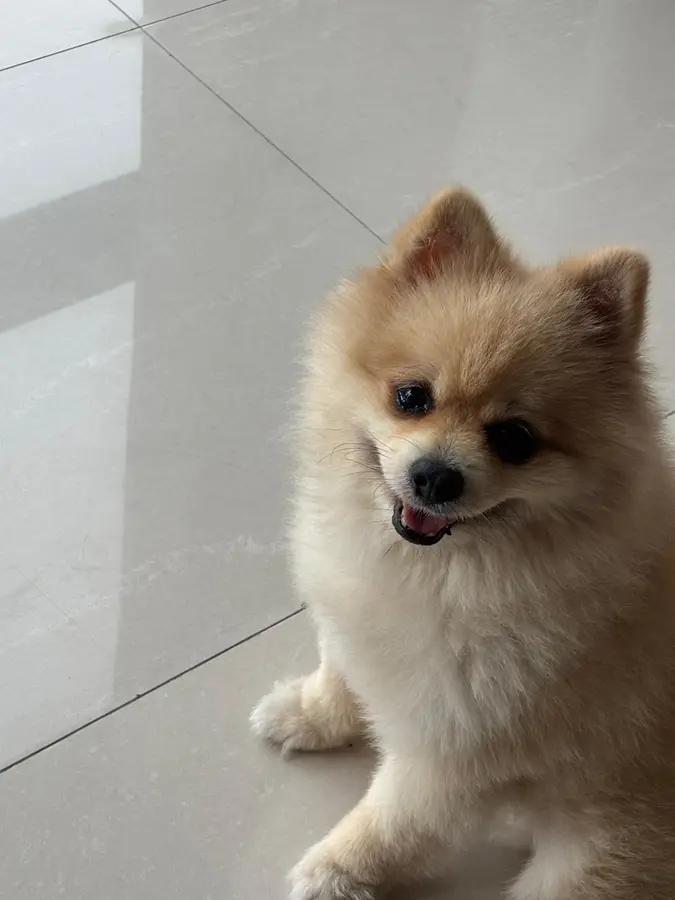 Miko, an eight-year-old Pomeranian