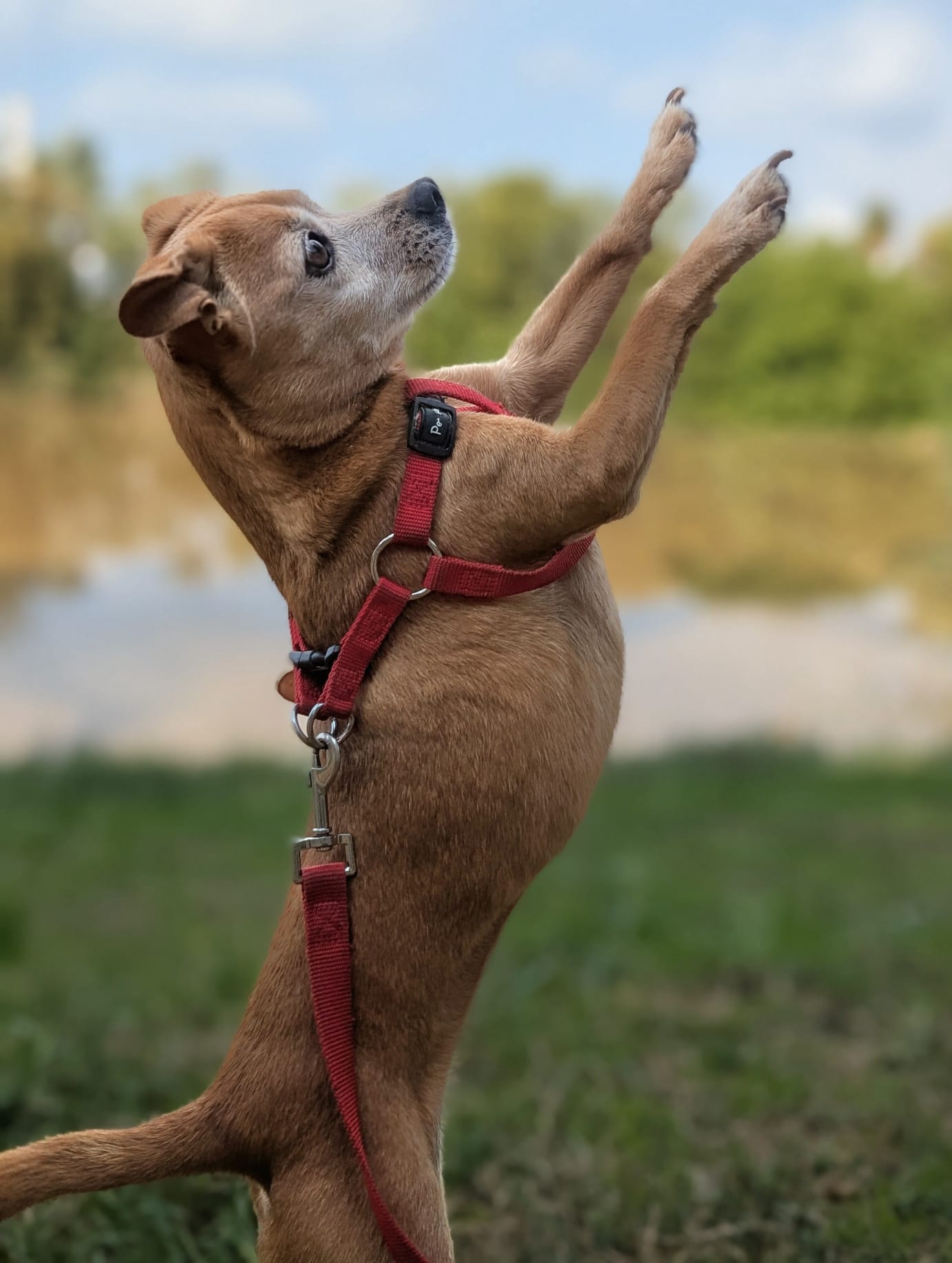 Tani standing on her hind legs in the park