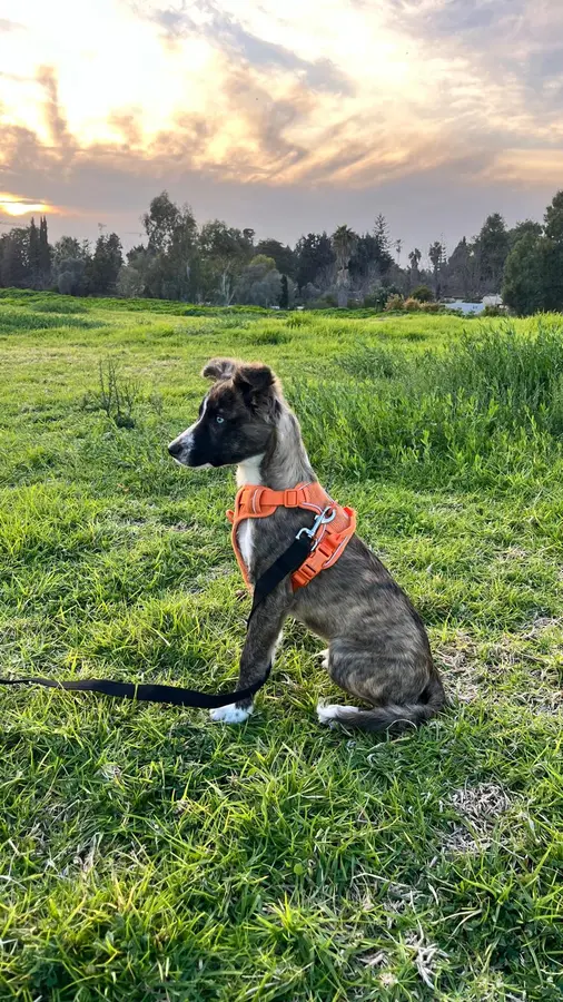 Tommy sitting in a green field